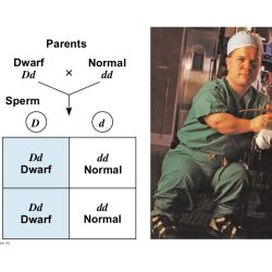 Chapter 14 mendel and the gene idea