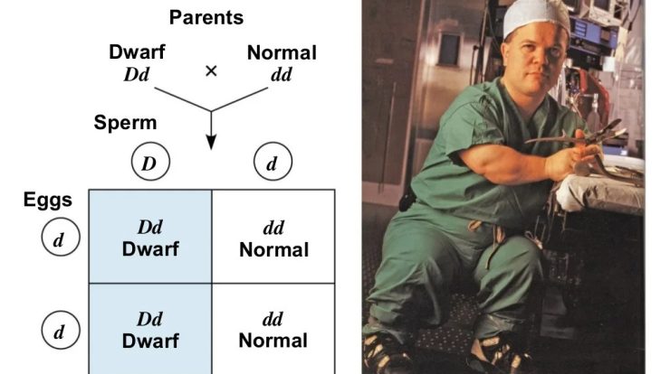 Chapter 14 mendel and the gene idea