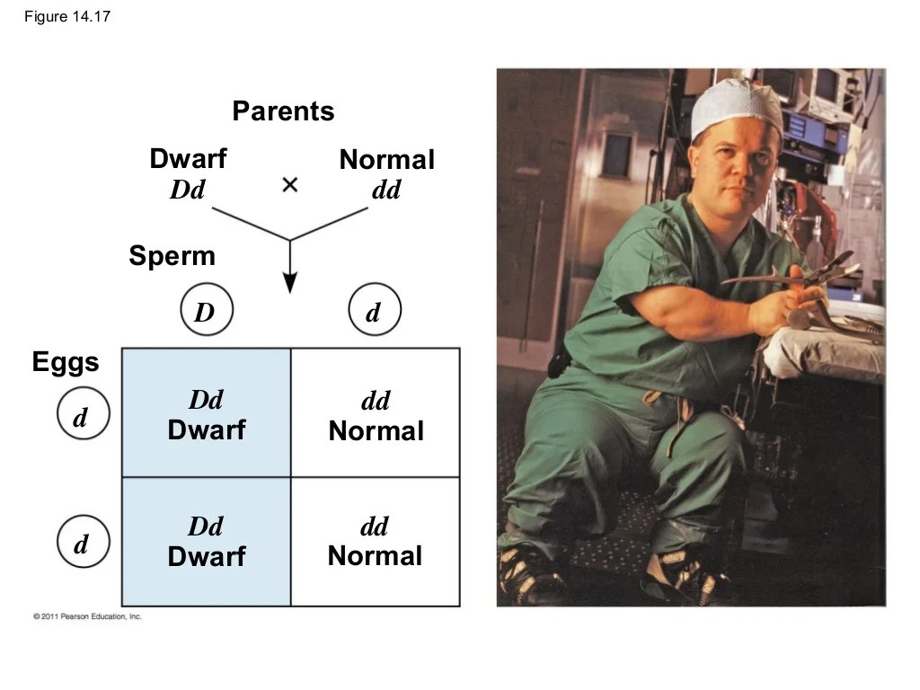 Chapter 14 mendel and the gene idea