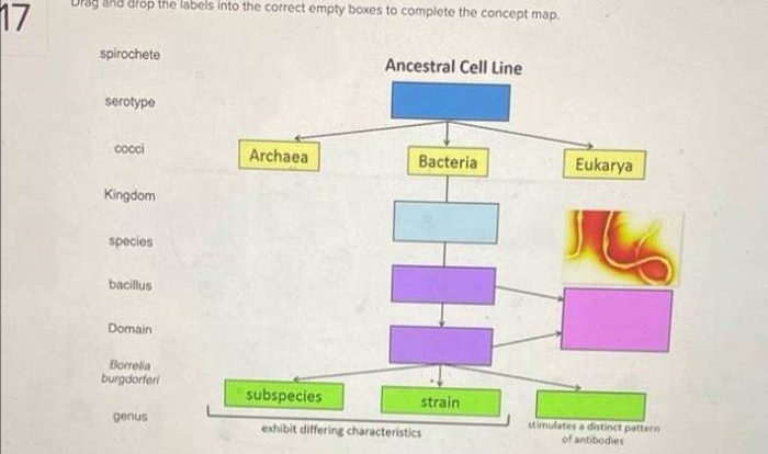 Concept map drag empty boxes complete labels into drop their corresponding within figure chegg line answers biology host defense antimicrobial