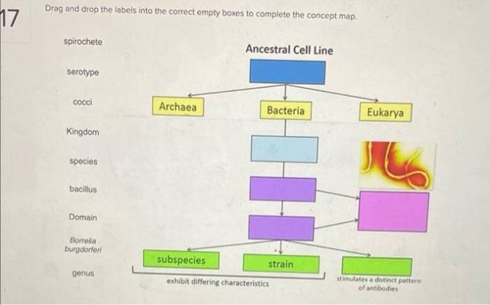 Concept map drag empty boxes complete labels into drop their corresponding within figure chegg line answers biology host defense antimicrobial