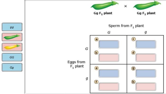 Monohybrid cross biology class handout remember lopez mr genetics ms