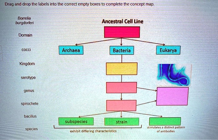 Correct empty drop labels drag concept map complete boxes into solved transcribed problem text been show answers