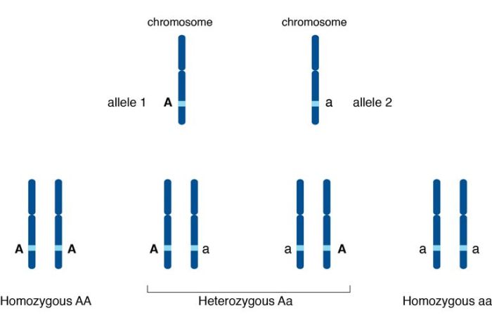 Gene variation same chromosome crossword