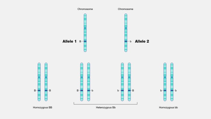 Gene variation same chromosome crossword