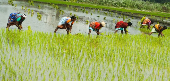 Intensive subsistence wet rice dominant