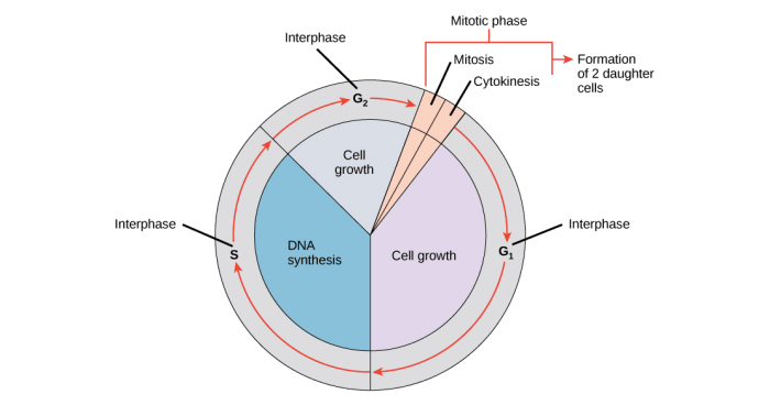 Mitosis and cell cycle double puzzle