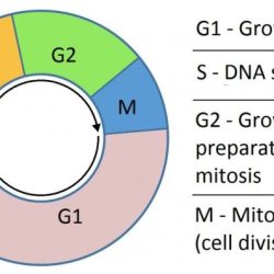 Mitosis