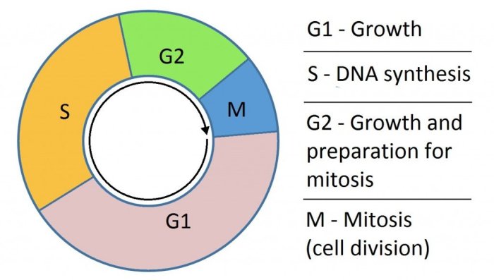 Mitosis