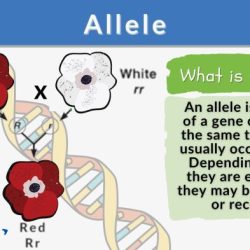 Allele nagwa