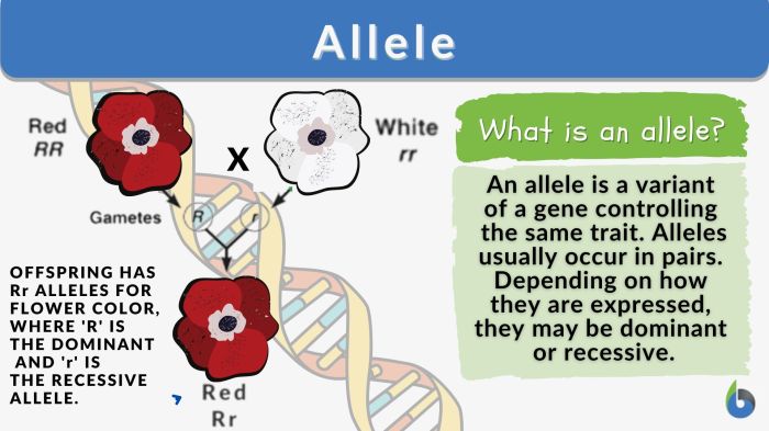 Allele nagwa