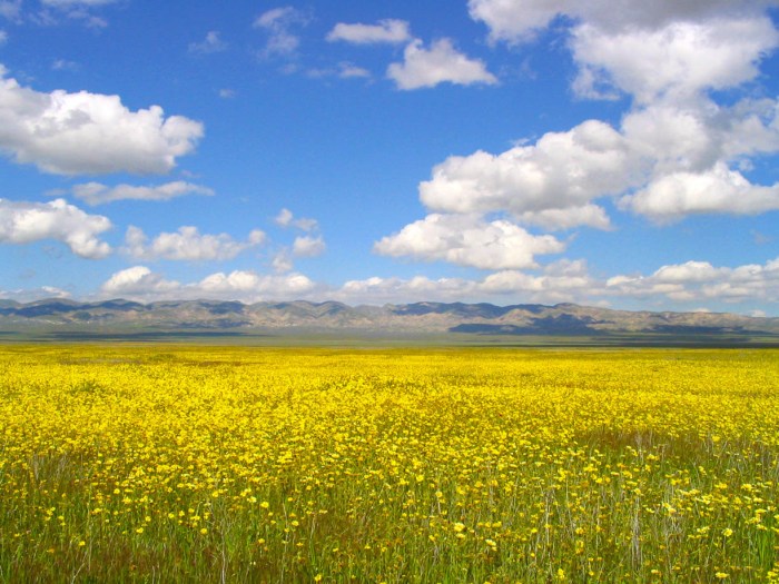 Monument carrizo wildflowers