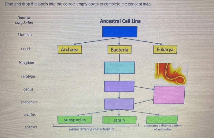 Ancestral cell line concept map