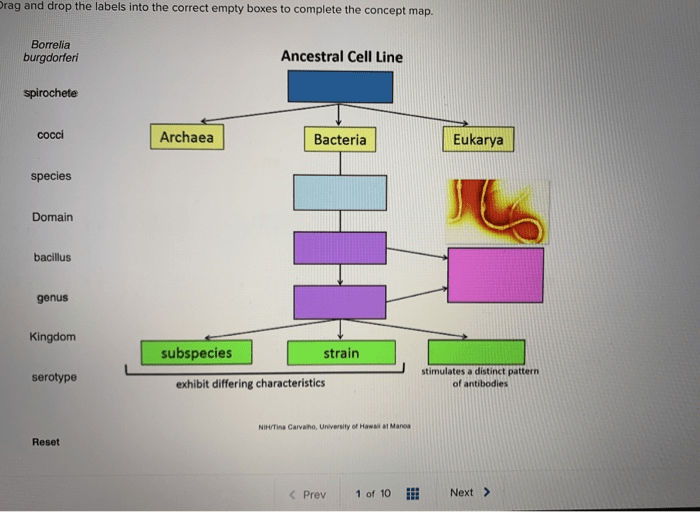 Ancestral cell line concept map