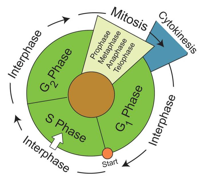 Phase mitosis cytokinesis dna