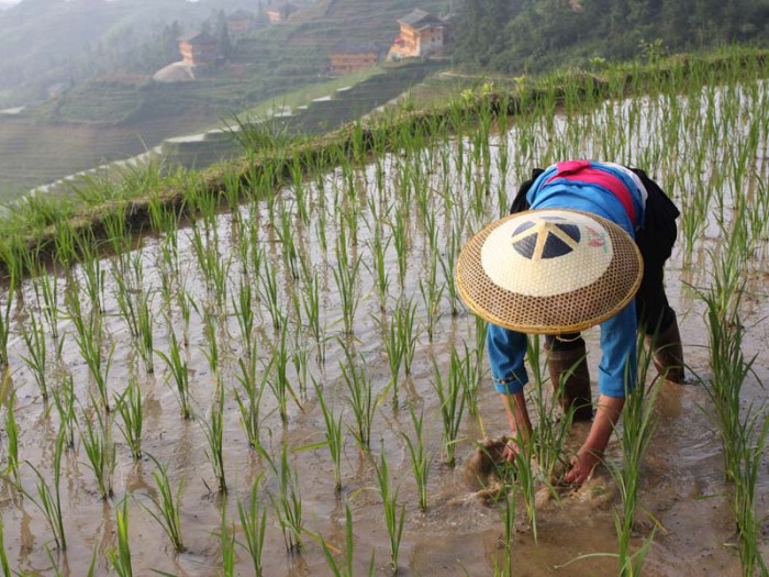 Intensive subsistence wet rice dominant