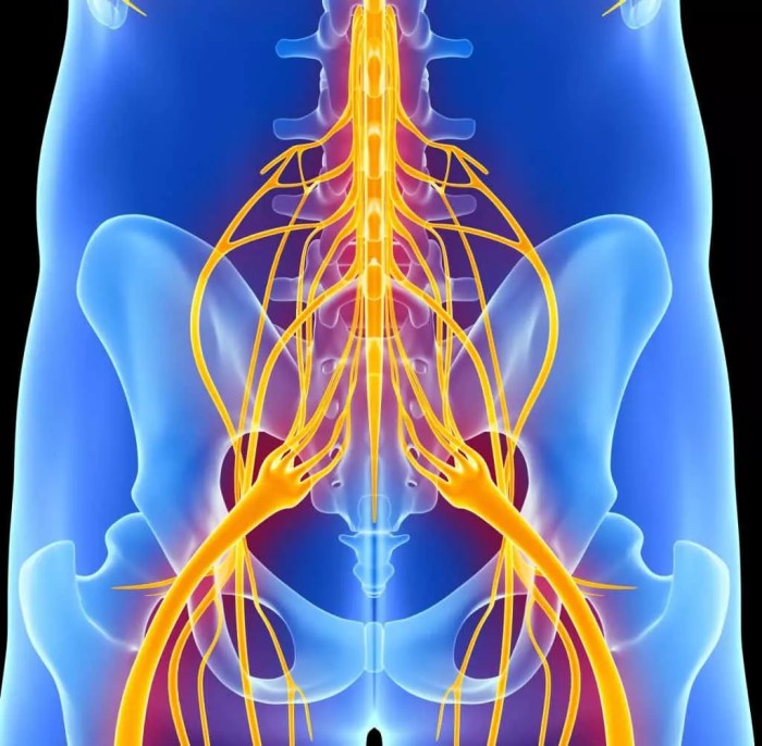 Nerves upper nervous nerve humanbodyhelp spinal femoral axillary