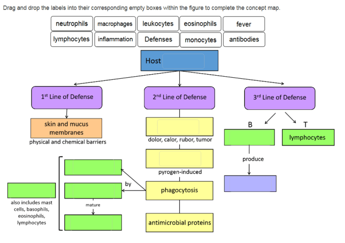 Empty boxes correct drag drop labels concept map complete into host defense line answer solved loading problem done been