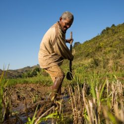 Intensive rice subsistence wet wheat dominant farmer chinese regions agricultural trip project tariff 1930 act production