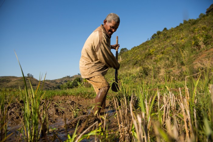 Intensive rice subsistence wet wheat dominant farmer chinese regions agricultural trip project tariff 1930 act production