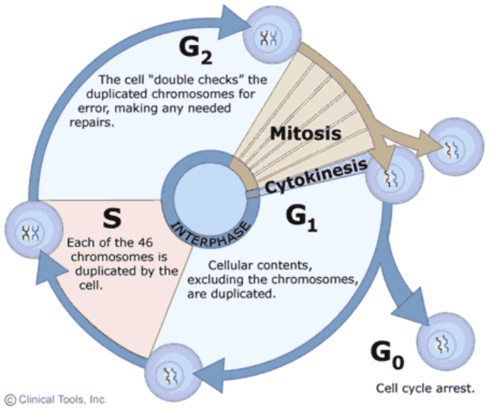 Mitosis and cell cycle double puzzle