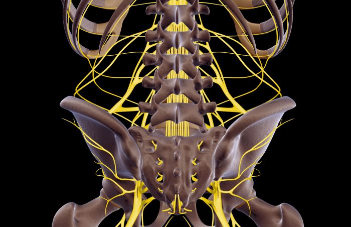 Nerves back legs low nerve peripheral lower connected disability