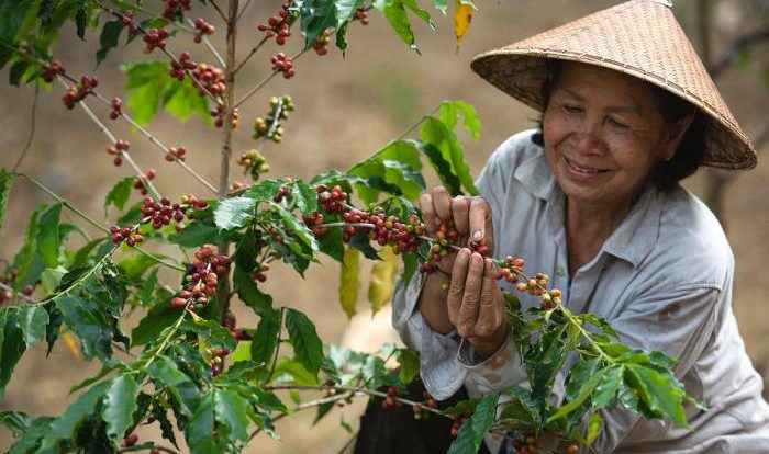 Coffee harvesting cherries