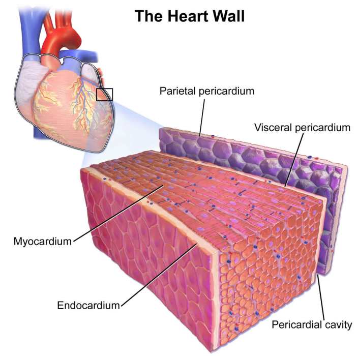 Label the specific serous membranes and cavity of the heart.