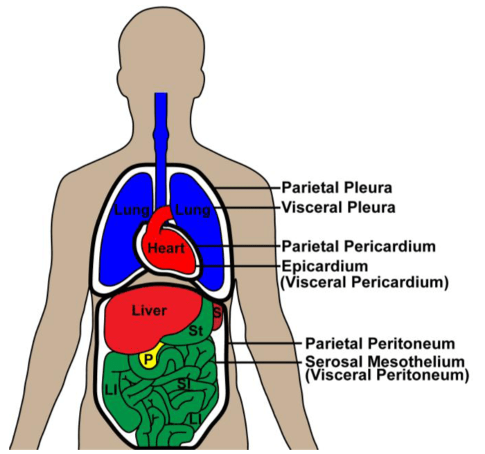 Cavity thoracic membranes pericardium parietal visceral pleura pericardial peritoneum peritoneal